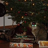 Spooky gift guard